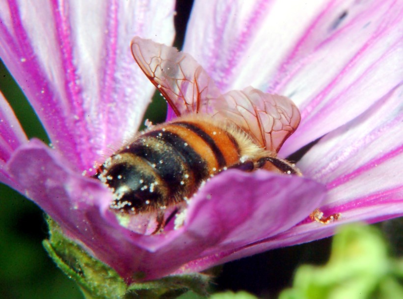 Macrofotografia, macrofotografia!